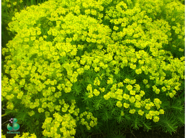 Euphorbia cyparissias